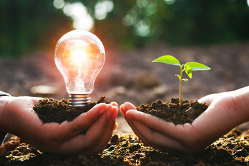 hand holding lightbulb with small tree. concept energy power in nature - obrazy, fototapety, plakaty