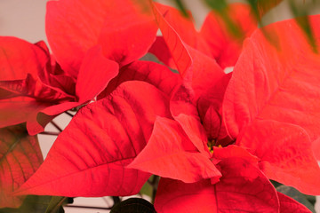 Closeup of red poinsettia flowers Euphorbia pulcherrima . Christmas flower