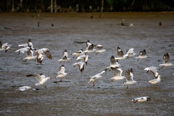 Seagulls at bangpu recreation center samut prakan thailand