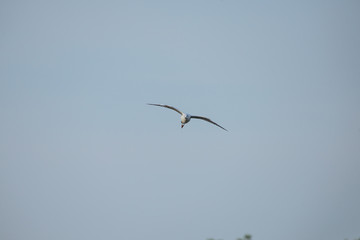 Seagulls at bangpu recreation center samut prakan thailand