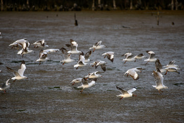 Seagulls at bangpu recreation center samut prakan thailand
