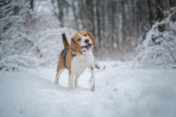 Beagle dog runs and plays in a fabulous snow-covered Park