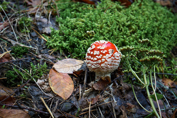 Fly Agaric