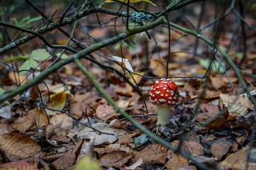 Fly Agaric