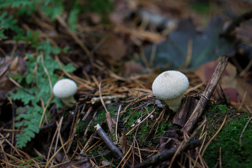 Forest mushroom