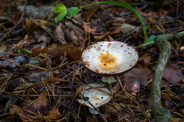 Poison mushroom