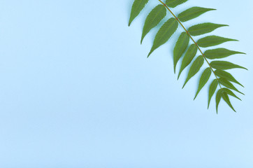 Obraz premium Leaves composition. Nature concept background. Flat lay and top view photo