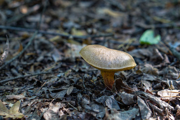 Forest mushroom