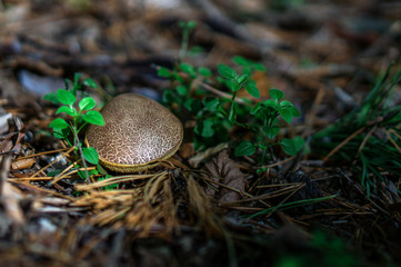 Forest mushroom