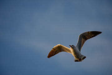 Seagulls at bangpu recreation center samut prakan thailand