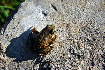 The pool frog (Pelophylax lessonae) sitting sunbathing on gray rock, soft blurry green grass background, top view