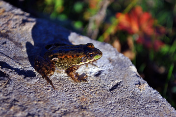 The pool frog (Pelophylax lessonae) sitting sunbathing on gray rock, soft blurry green grass background, side view