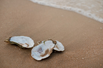 Fototapeta na wymiar Oyster shells on the surf line with sand on the sea beach, as a concept of summer holidays, sea resort, spa.