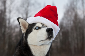 .Dog breed Siberian Husky breed in red Santa Claus hat