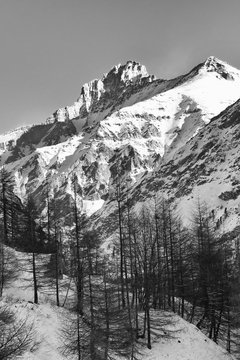 Fototapeta La vetta della Grivola , in bianco e nero