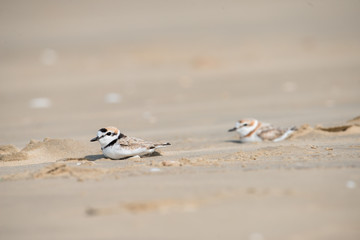 Malaysian plover is a small wader that nests on beaches and salt flats in Southeast Asia.