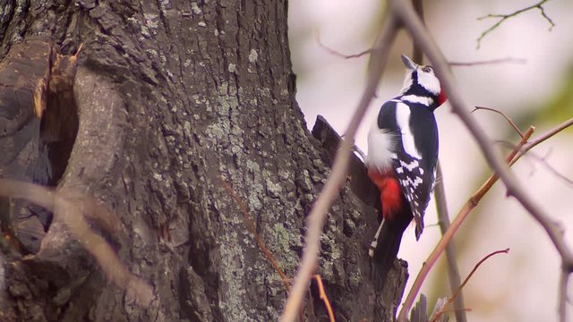 Portrait of woodpecker biting the tree and walking away on natural background.