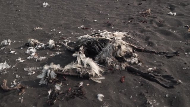 Young Swan died. Dead bird on the beach