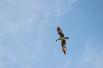Seagulls at bangpu recreation center samut prakan thailand