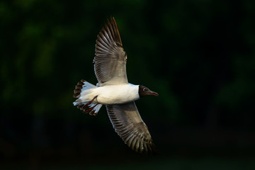 Seagulls at bangpu recreation center samut prakan thailand