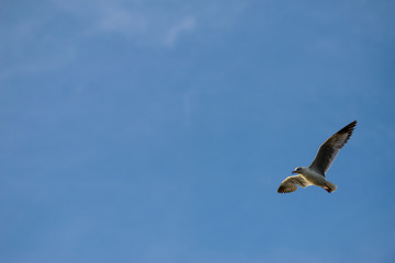 Seagulls at bangpu recreation center samut prakan thailand