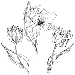 Vector Tulip Black and white engraved ink art. Floral botanical flower. Isolated tulip illustration element.
