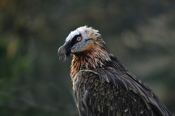 Bartgeier (Gypaetus barbatus) oder Lämmergeier 