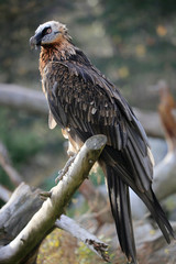 Bartgeier (Gypaetus barbatus) oder Lämmergeier 
