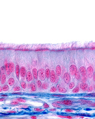 Ciliated pseudostratified columnar epithelium