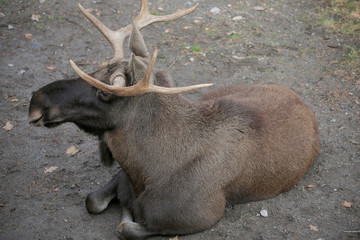  Elch (Alces alces) männchen