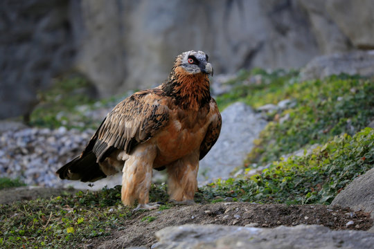 Bartgeier (Gypaetus barbatus) oder L&auml;mmergeier 