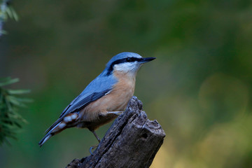 Obraz premium Kleiber (Sitta europaea) 