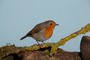 Rotkehlchen (Erithacus rubecula)  sitzt auf Ast