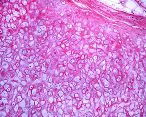Epiglottis. Elastic cartilage
