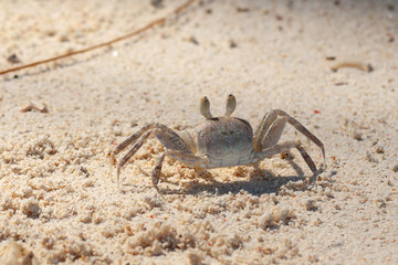 crab in sand of seychelles