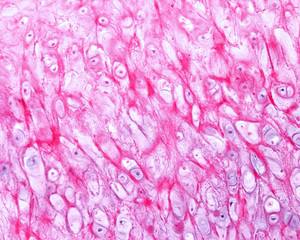 Epiglottis. Elastic cartilage