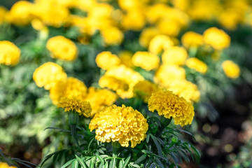 Marigold flower