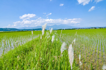 田の畦の綿毛の草