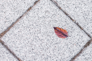 hoja de otoño caida en la acaera
