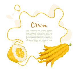 Citron Exotic Juicy Large Fragrant Citrus Fruit
