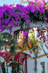 Blossom of ornamental plant bougainvillea with colorful flower-like spring leaves, decovative plant for gardens and parks