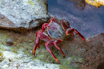 Moorish red legged crab (Grapsus adscensionis), a common crustacean of Gran Canaria, Canary Islands, Spain