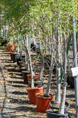 Tuinposter Row of young exotic baobab trees in buckets on sale in garden shop, tropical decovative plant for gardens and parks © barmalini