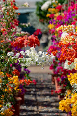 Fototapeta na wymiar Row of ornamental plant bougainvillea with colorful flower-like spring leaves in buckets on sale in garden shop, house plant and decovative plant for gardens and parks