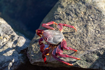 Moorish red legged crab (Grapsus adscensionis), a common crustacean of Gran Canaria, Canary Islands, Spain