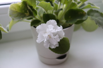 bouquet of white flowers on black background