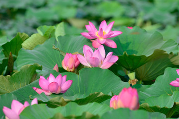 Blooming lotus flowers in the park