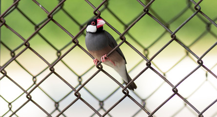 Java sparrow standing on steel mesh fence