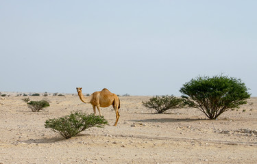 Camel in the Qatari desert