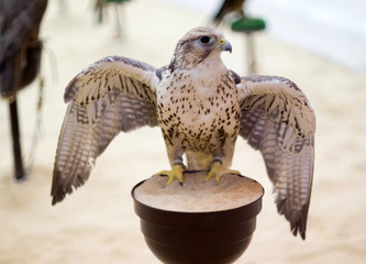 Peregrine falcon in Doha Souq